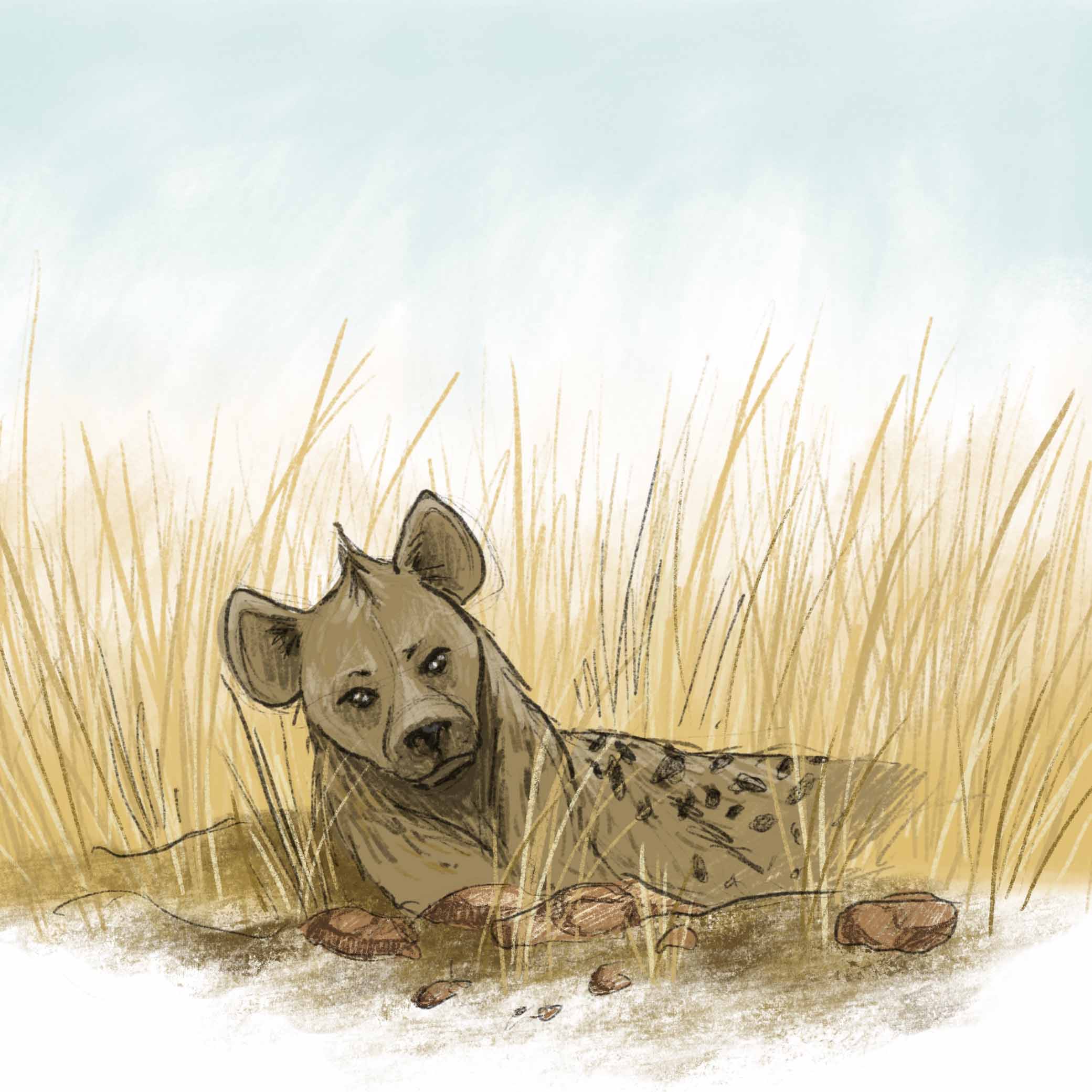 Hyena colour study
